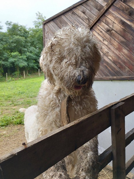 Fajtatiszta jelleg komondor kiskutyk