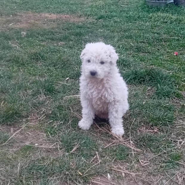 Fajtatiszta jelleg komondor kiskutyk ingyen elvihetk