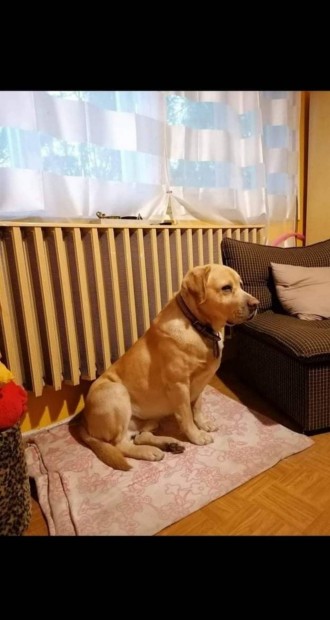 Fajtatiszta jellegű labrador kiskutyák ingyen elvihető!