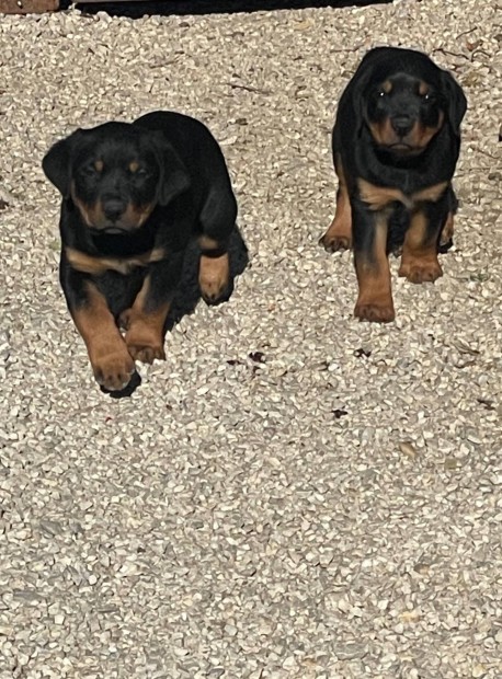 Fajtatiszta jelleg rottweiler elvihet