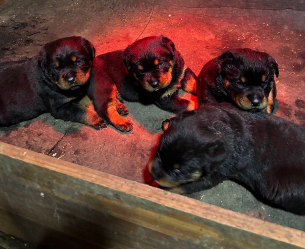 Fajtatiszta jelleg rottweiler kiskutyk ingyen elvihetk