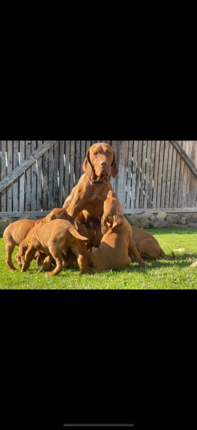 Fajtatiszta jelleg vizsla klykk rkbefogadhatoak, ingyen elvihetk