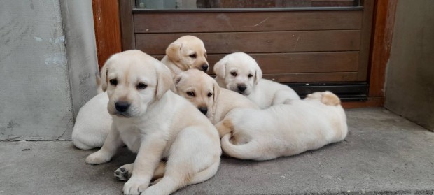 Fajtatiszta jellegknt Labrador ingyen elvihet!