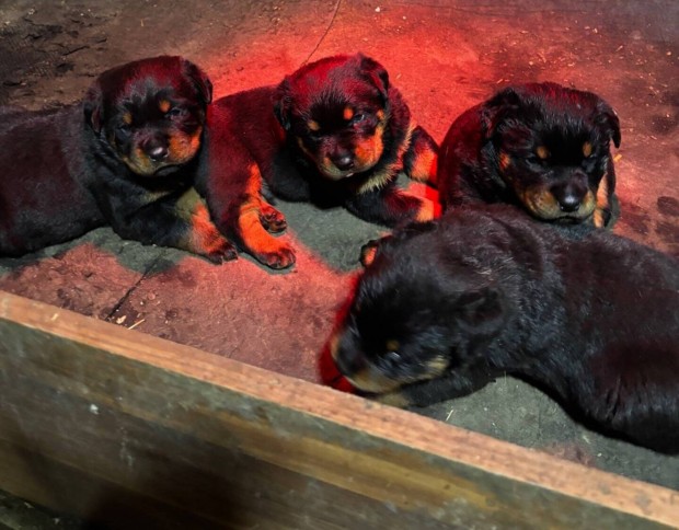 Fajtatiszta rottweiler kiskutyk ingyen elvihetk