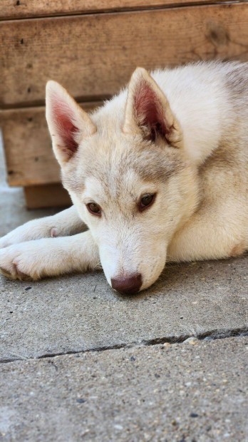 Fajtatiszta szibriai husky kan kiskutya