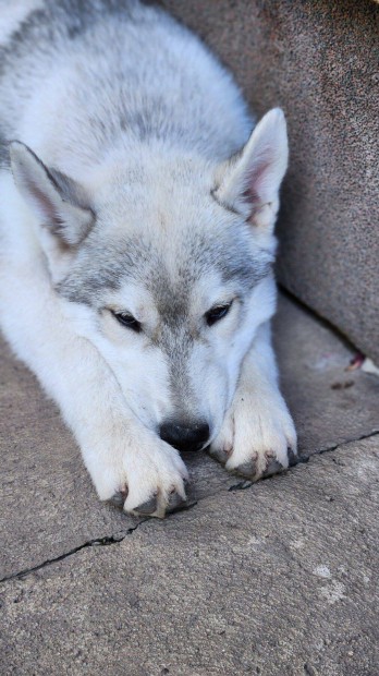 Fajtatiszta szibriai husky szuka kiskutya