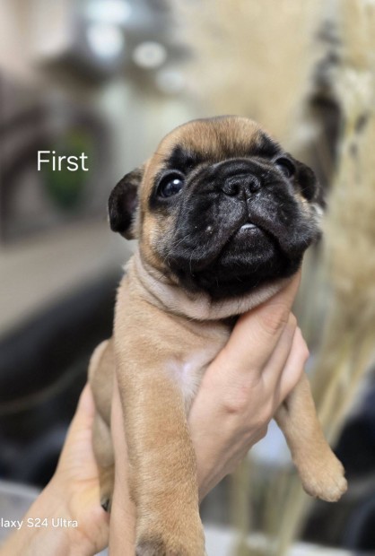 Fajtatiszta trzsknyves minsgi Francia Bulldog kiskutya tenysztt