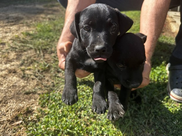 Fajtiszta jelleg Patterdale terrier kiskutyk