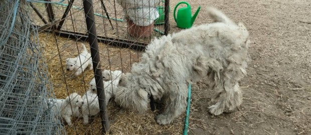 Fajtiszta jelleg komondor klykk ingyen elvihetk