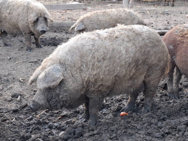 Fajtiszta szoke mangalica hizo