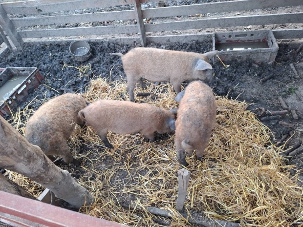 Fajtiszta voros mangalica malacok eladoak