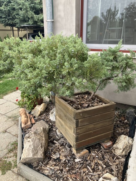 Falds Bonsai jelleg Terl Borka 