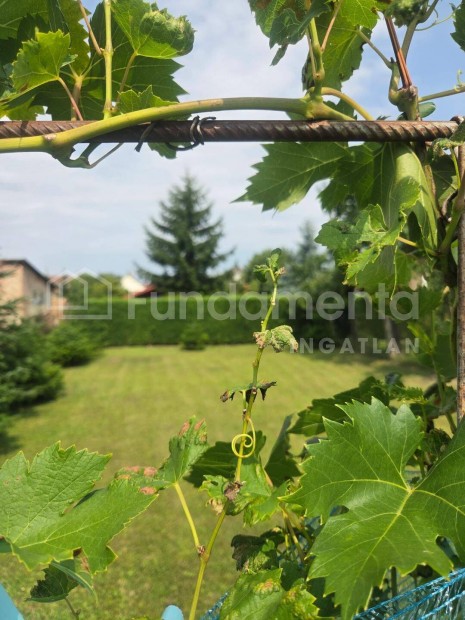 Falusi h�zik� kiskerttel