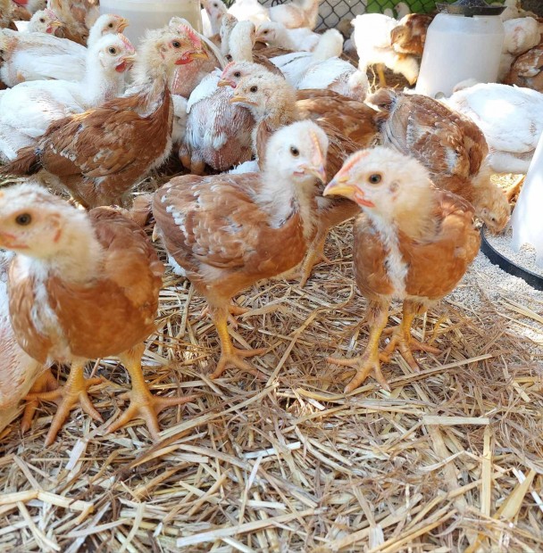 Farm kettshaszn csirke