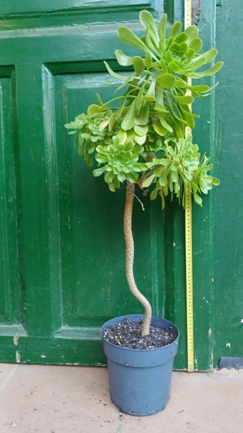 Fás szárú kövirózsa cserje 80cm