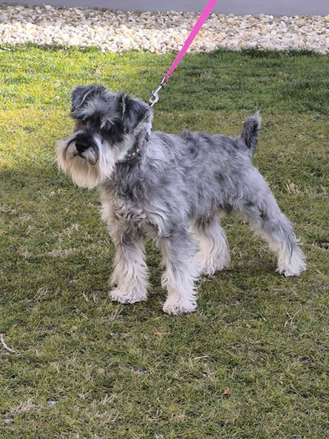 Fedezs ajnlott s-bors trpe schnauzer kan