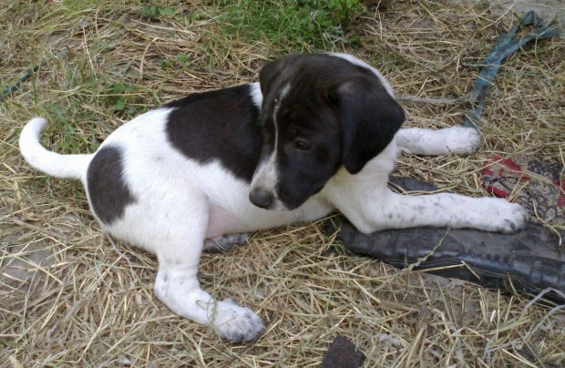 Fehr-fekete labrador keverk lny kiskutya