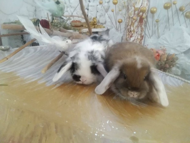 Feh�r f�l�, wo t�rpe kosorr�, ny�l nyuszi