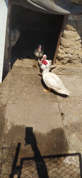Fehr magyar nma kacsa pr elad/cserlhet