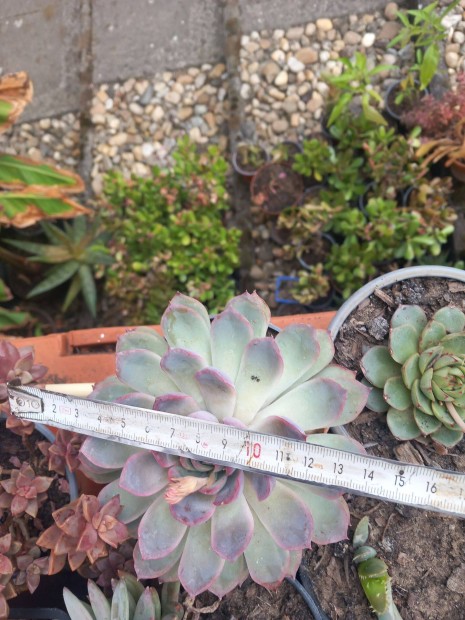 Feh�r pozsga r�zsa a sz�le halv�nylila k�l�nlegess�g