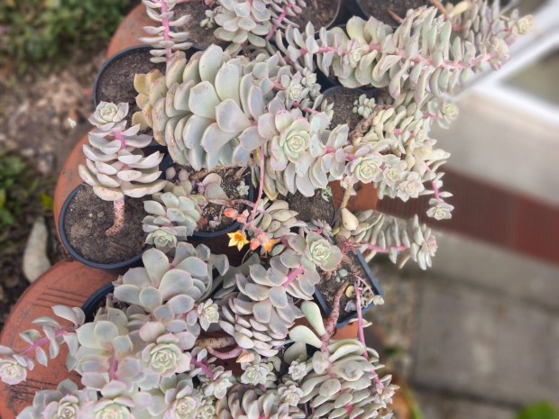 Feh�r pozsga r�zsa n�v�nyek t�bb m�retbe