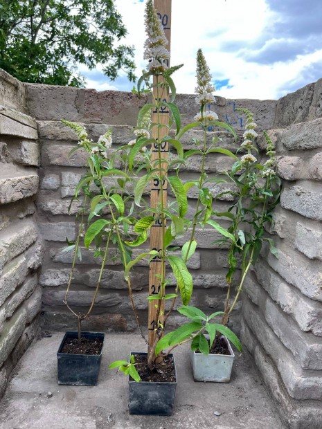 Fehr virg nyriorgona - Buddleia davidii