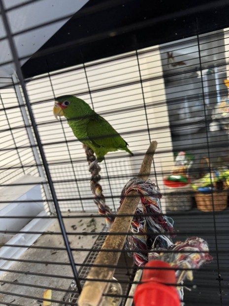 Fehrhomlok amazon papagj