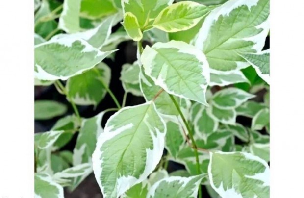 Fehrtarka som, Cornus alba Sibrica variegata csemete