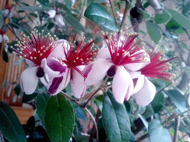 Feijoa (Fidzsoa), virgzkpes nvnyek