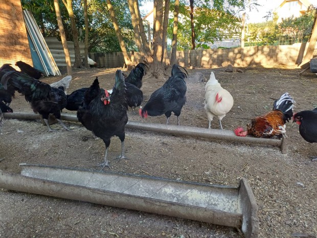 Fekete Australorp kakasok