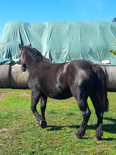 Fekete Hidegv�r� vemhes kanca elad�!