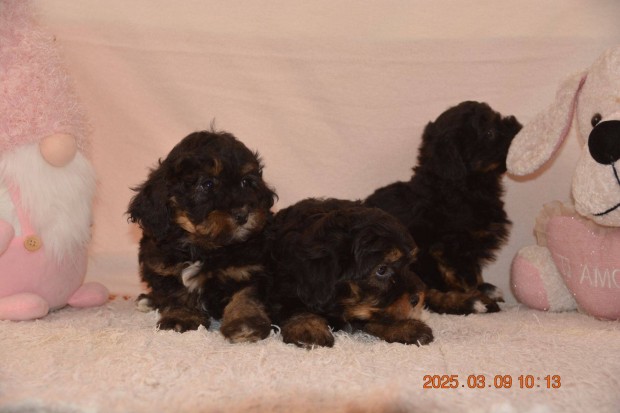 Fekete Maltipoo (Mltai selyem X T.Uszkr)