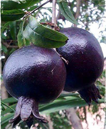 Fekete - lila grntalma (Punica granatum 'Sweet Black') elad