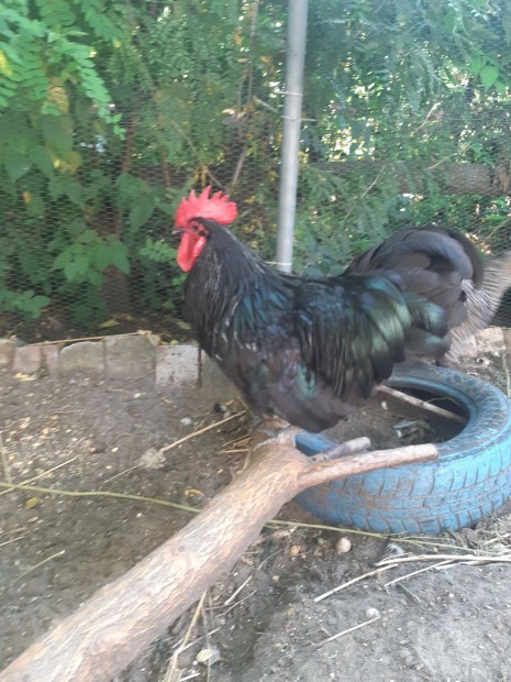 Fekete australorp kakas