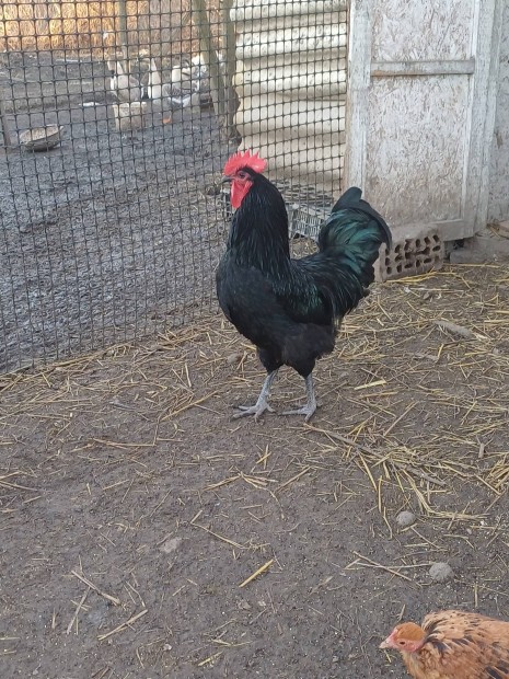 Fekete australorp kakas