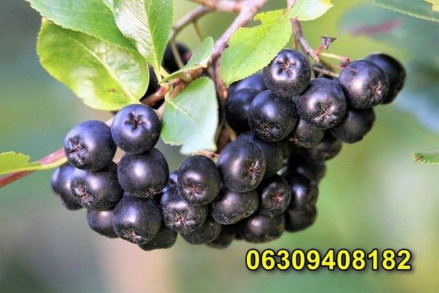 Fekete berkenye (arnia) elad