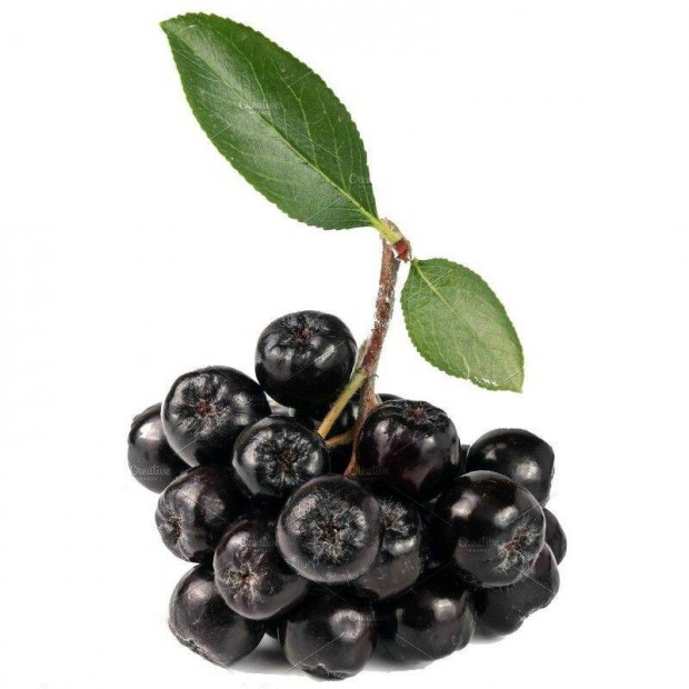 Fekete berkenye, aronia elad