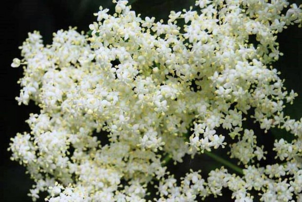 Fekete bodza Sambucus nigra