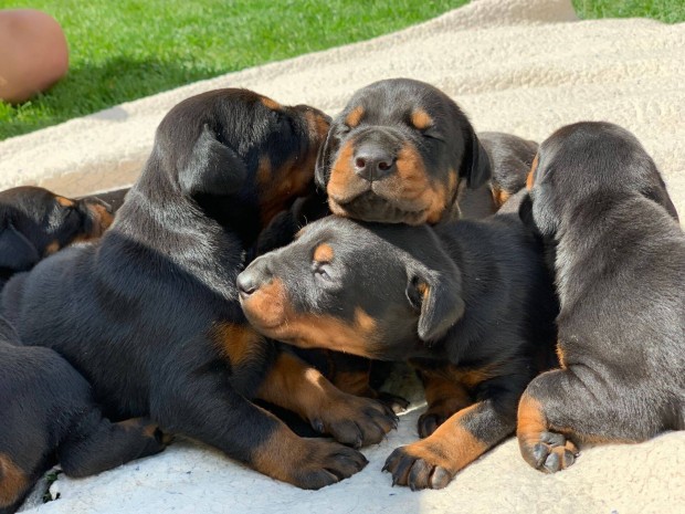 Fekete dobermann kiskutyk trzsknyvvel eladk