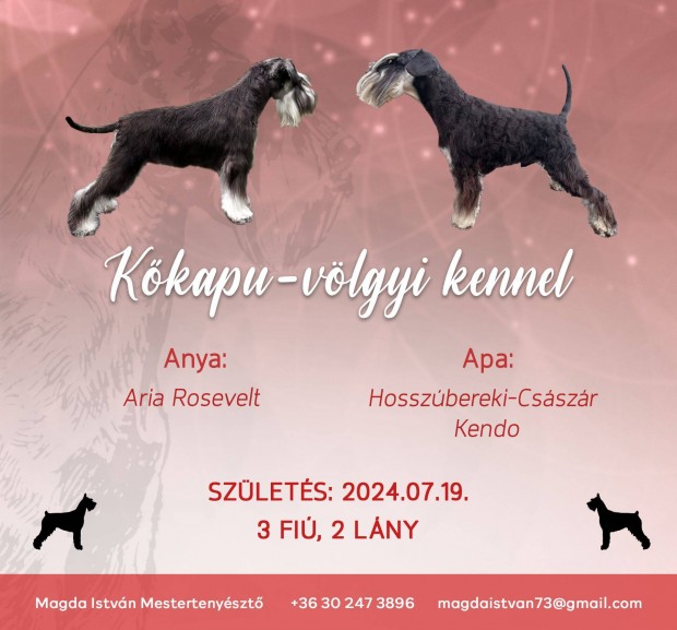 Fekete-ezst trpe schnauzer kan kiskutya elrhet mestertenyszetbl