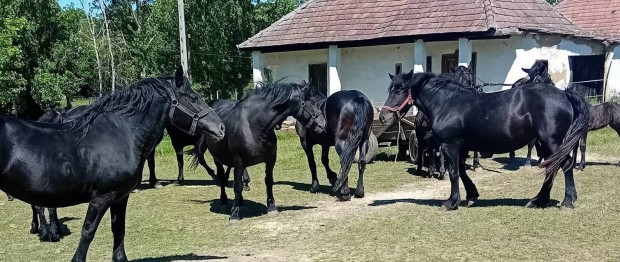 Fekete kanca lovak