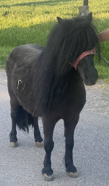 Fekete kanca poni