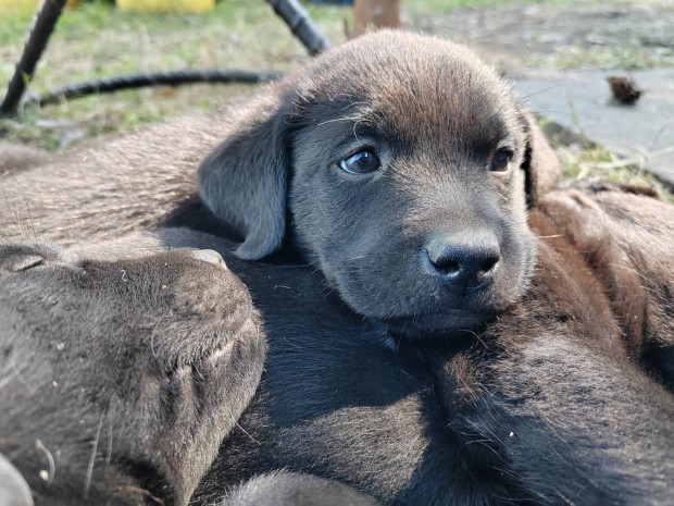 Fekete labrador jelleg kiskutyk ingyen elvihetek