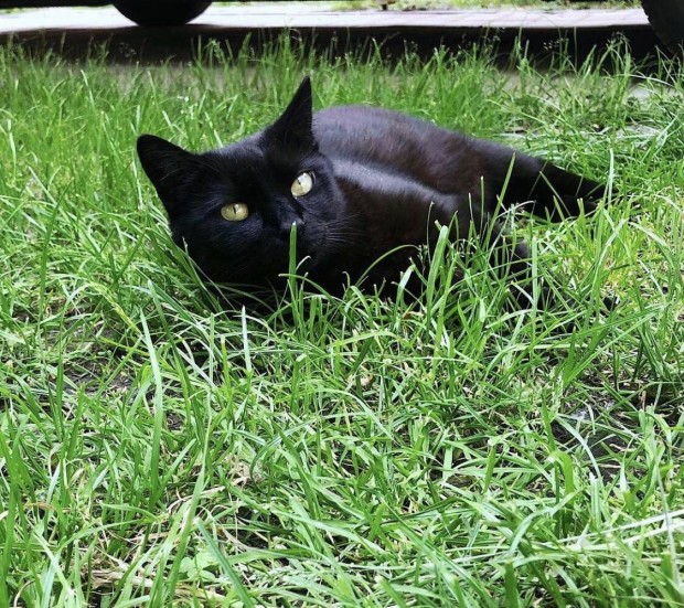 Fekete macska ingyen elvihető