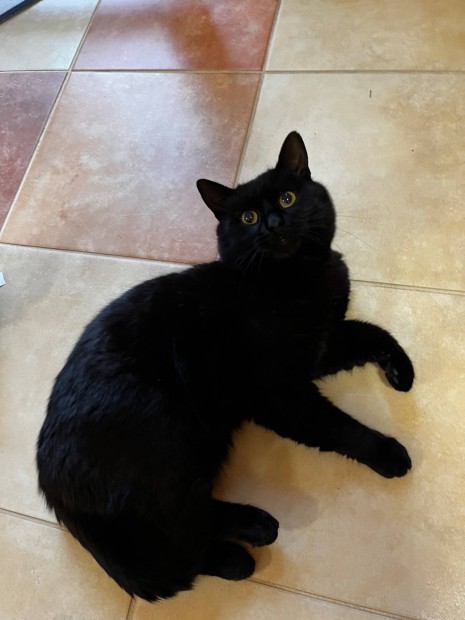 Fekete mentett macska ingyen elvihet