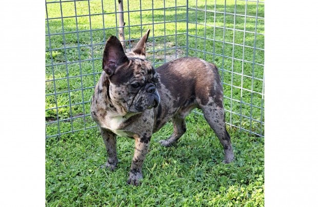 Fekete merle fi francia bulldog