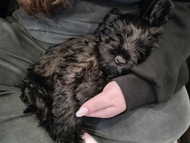 Fekete t�rpe schnauzer