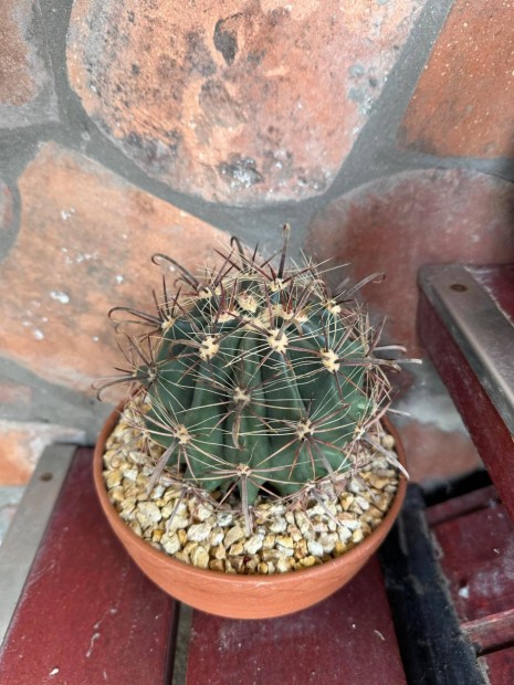Fero kaktuszok eladk