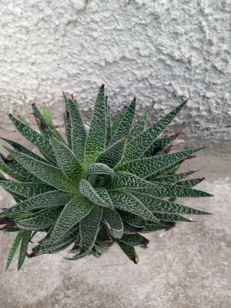 Fszek aloe vera, gynyr, egszsges 