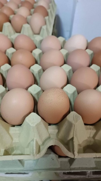 Fias tojás, keltetni való, tenyész tojás kapható Győrújbaráti keltető